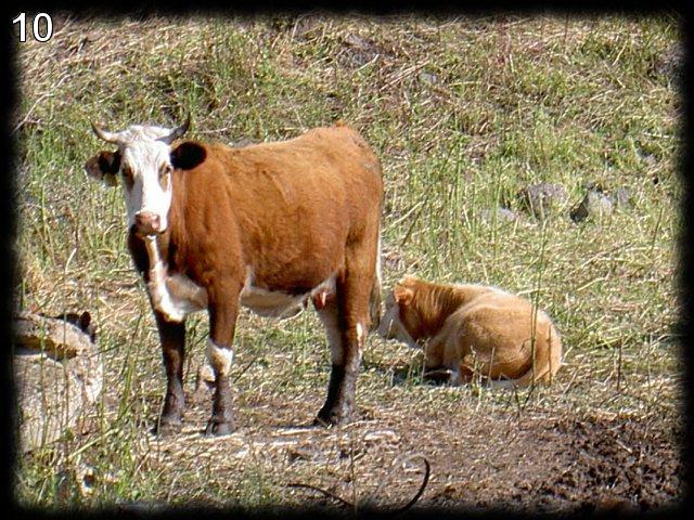 bull.jpg